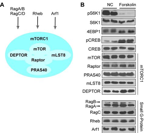 Figures And Data In Gpcr Signaling Inhibits Mtorc Via Pka