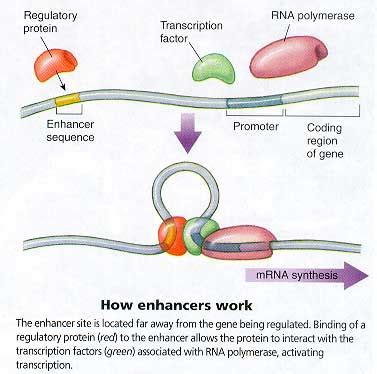 enhancer - définition - What is