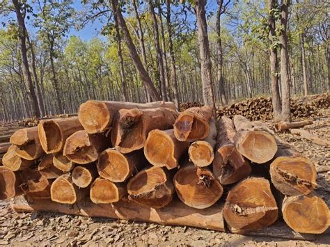 Wood In Bankura West Bengal Get Latest Price From Suppliers Of Wood