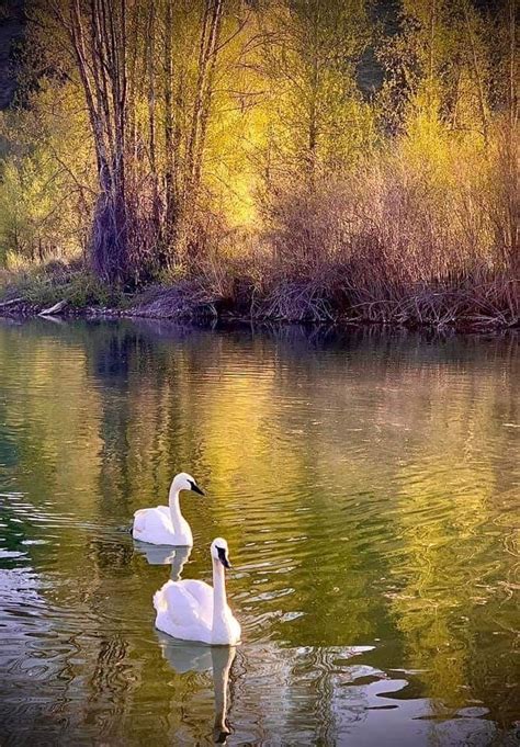 Pin De Nuray Albayrak En Sevimli Dostlar Paisajes Aves Hermosas Aves