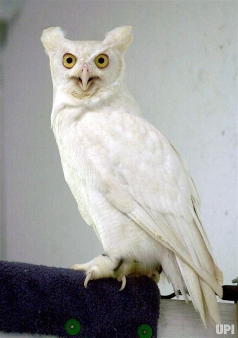 A White Owl Sitting On Top Of A Black Object