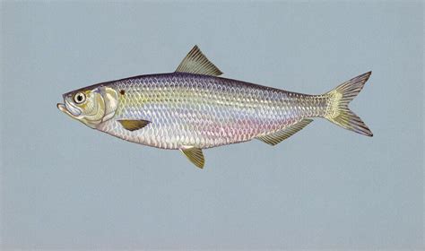 Herring as Freshwater Bait (Saltwater & River Herring) - Freshwater ...