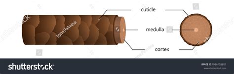 Structure Hair Section Under Microscope Illustration Stock Vector ...