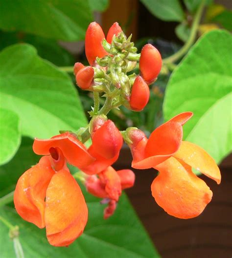 Phaseolus Coccineus Multiflora Bean Runner Bean Scarlet Runner Bean