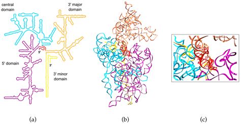 √ダウンロード r rna structure 221904-R rna structure and function