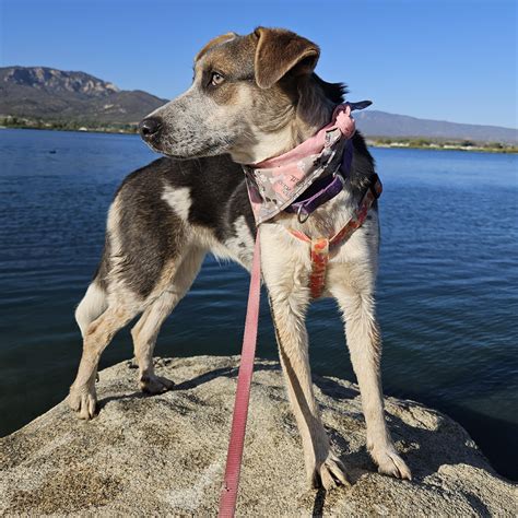 Madison - Adoptable Pet | Petfinder | Petfinder