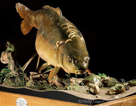 Record Mirror Carp - Taxidermy UK