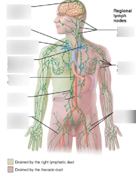 lymphatic ducts Diagram | Quizlet