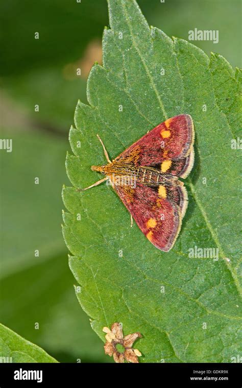 Small Purple And Gold Micro Moth Pyrausta Aurata Stock Photo Alamy