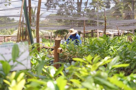 Projeto De Restaura O Florestal De Hectares Marcam O Dia Mundial