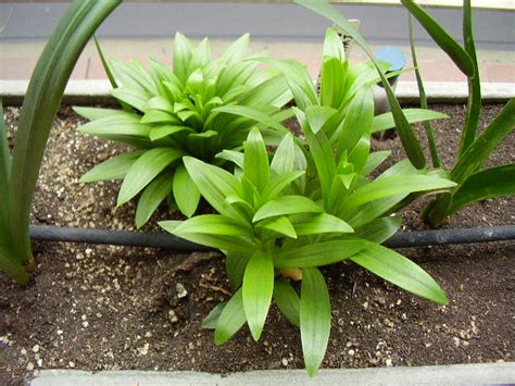 No Crecen Mis Plantas Por Que Tips Y Ayuda Para Chicas