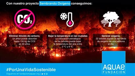 En Lo Que Va De Año El Fuego Ya Ha Arrasado Más De 55000 Hectáreas En España Noticias