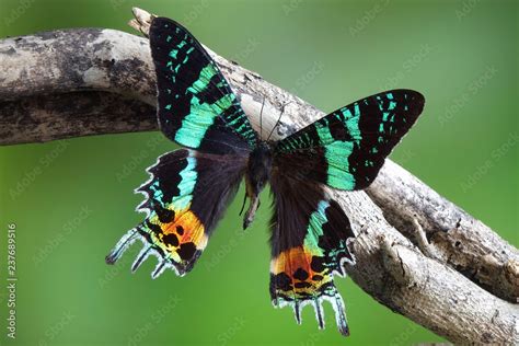 Madagascan Sunset Moth Chrysiridia Rhipheus One Of World S Most