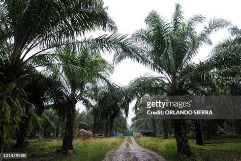 25 Bajo Aguan Valley Photos & High Res Pictures - Getty Images