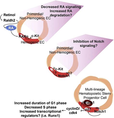 Hemogenic Endothelial Cell Specification Requires C Kit Notch