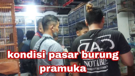 Pasar Burung Pramuka Hari Ini Di Kios Pak H Suarno Hari Ini Youtube