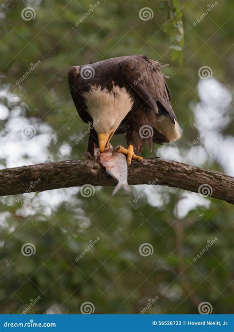 Bald eagle eating fish stock image. Image of talons, james - 56528733