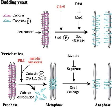 Regulation Of Cohesin Removal In Budding Yeast And Vertebrates Sister