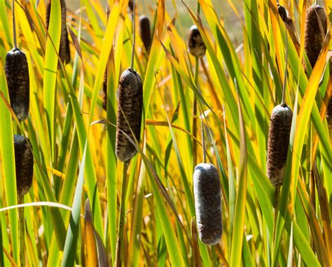 Autumn Cattails Smithsonian Photo Contest Smithsonian Magazine