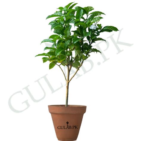 Indoor And Outdoor Plants In Lahore Flowers Herbs Etc Gulab Pk