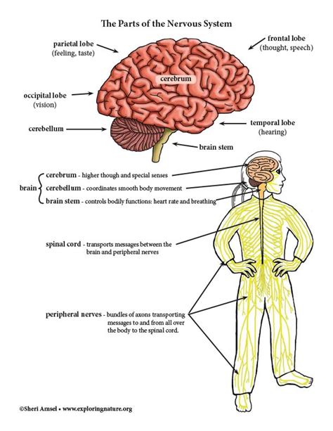 Nervous System Parts - Diagram