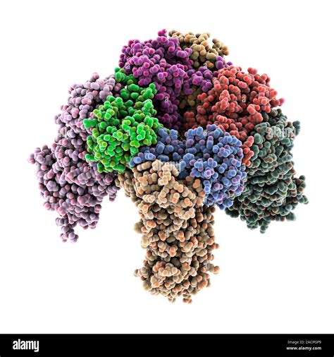 rubisco carbon fixation enzyme molecular model   rubisco