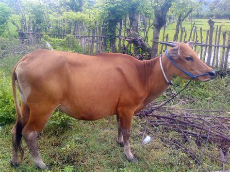 Sapi Sumbawa Sapi Sumbawa