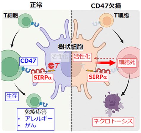 樹状細胞が自己リンパ球を見分ける仕組みを発見 新しい抗がん剤開発への応用 Research At Kobe