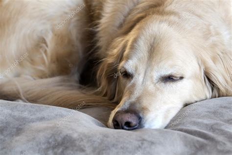 Young golden retriever sleeping on his bed ⬇ Stock Photo, Image by ...