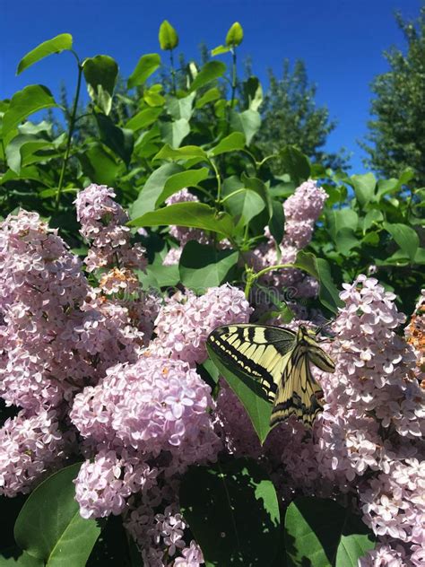 Una Mariposa Brillante Vuela Sobre Un Arbusto De Lila Foto De Archivo