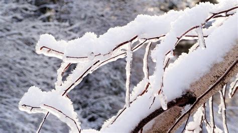 Free Images Tree Branch Snow Winter White Leaf Frost Ice