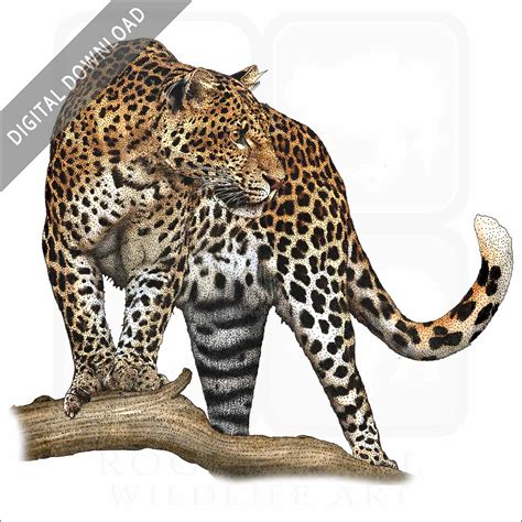 Realistic Leopard Print Digital Download Colorful Leopard Wild Art