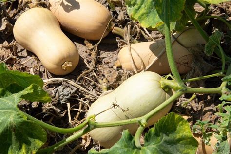 Guía práctica Cómo sembrar calabaza de Castilla paso a paso