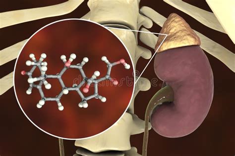 Hormona De La Aldosterona Producida Por La Glándula Suprarrenal Stock