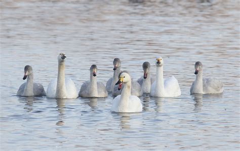 Hopes Raised Over Rare Swan Numbers Silverhairs