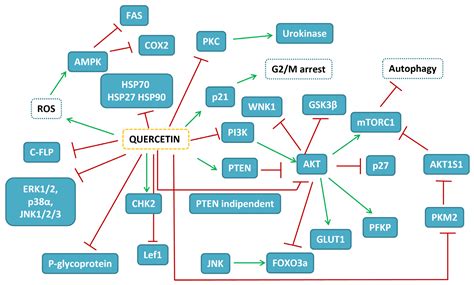 Ijms Free Full Text Targets Involved In The Anti Cancer Activity Of