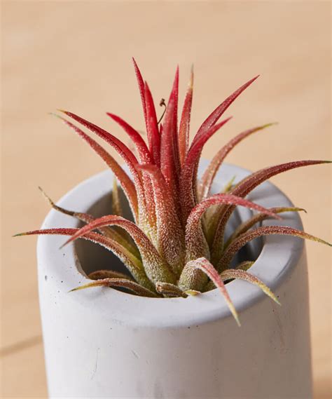 The Gardeners Guide To Air Plant Growth And Care Vined View