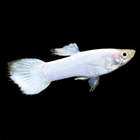 Snow White Male Guppy Poecilia Reticulata 3cm Sims Tropical Fish