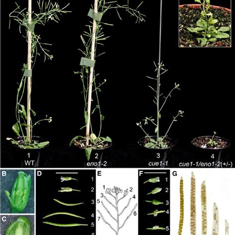 Phenotypes Of Ovules And Mature Seeds Of Heterozygous Eno1 Mutants In