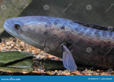 Giant Snakehead Fish On White Background Royalty-Free Stock Photography | CartoonDealer.com ...