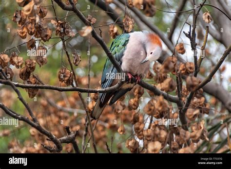 The Green Imperial Pigeon Species Is Distributed In India Sri Lanka