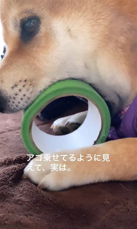 『犬がアゴを乗せているだけ』かと思いきや実は大きな口を開けている光景がスゴイと69万4000再生 シュールな姿が多くのいいね集める わん