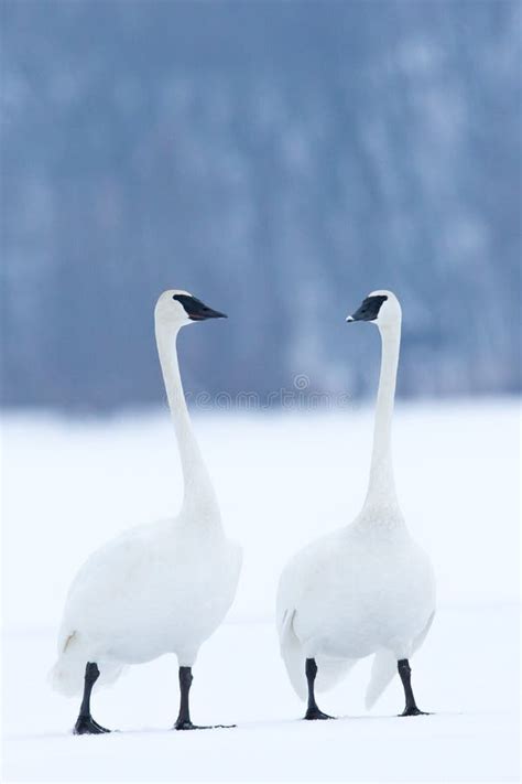 Two Friendly Trumpeter Swans Stock Image - Image of snow, climate: 84630269