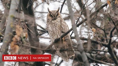 Ivotinje I Priroda Srbije Otkud Sova Utina U Panonskoj Kikindi Bbc