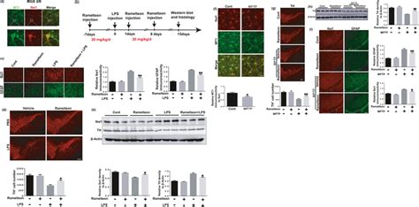 Mt1 Activation Inhibits Microglial Activation And Microglia‐mediated Da