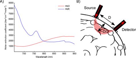 A Absorption Coefficients For Hbo And Hbr With Near Infrared Light Download Scientific