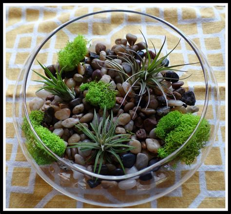 Simple How To Make A Terrarium With Air Plants With DIY | Wallpaper HD ...