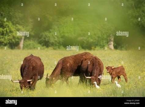 Herd Of Saler Cattle With Calf And Two Cattle Egrets Stock Photo Alamy