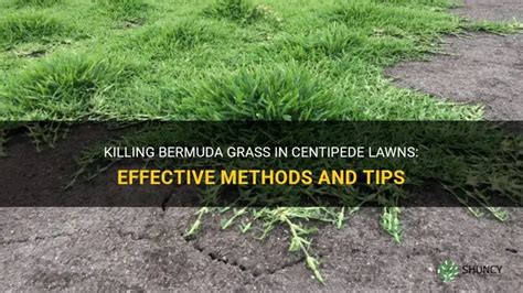 Killing Bermuda Grass In Centipede Lawns Effective Methods And Tips Shuncy