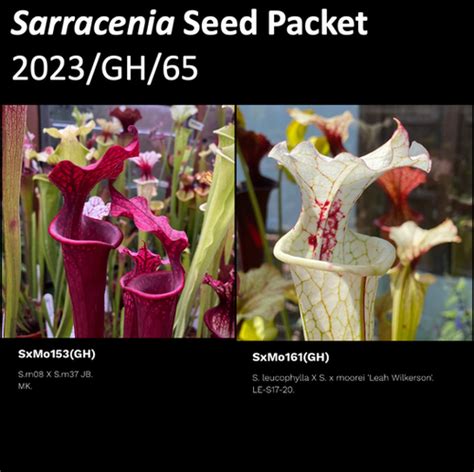 2023 GH 65 Sarracenia Seeds Mysite